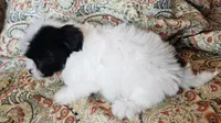 Hypoallergenic cucumber , a male Havanese and Havaton for sale in Burnsville, MN – 7 of 8
