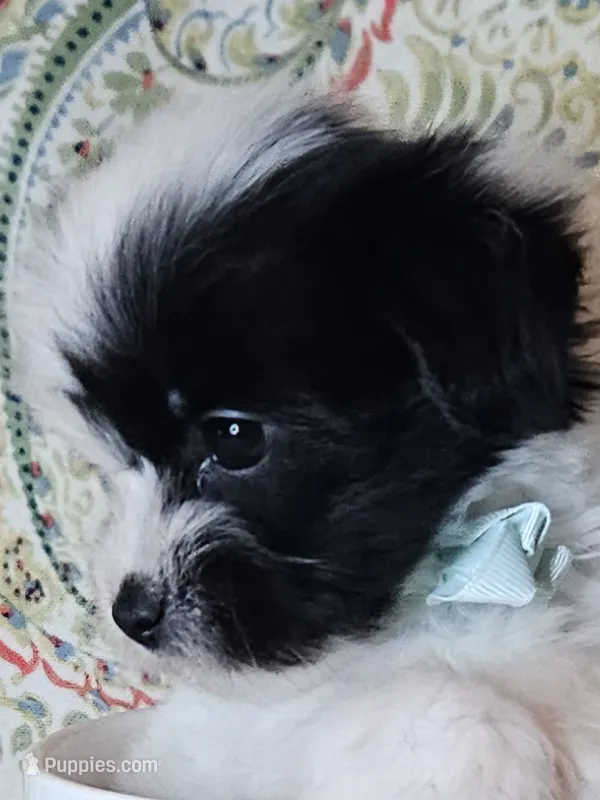 Hypoallergenic kale – Havanese, Havaton puppy for sale in Burnsville, MN