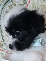Hypoallergenic kale, a male Havanese and Havaton for sale in Burnsville, MN – 1 of 7