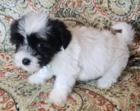 Hypoallergenic potato, a male Havanese and Havaton for sale in Burnsville, MN – 3 of 4