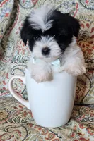 Hypoallergenic cucumber , a male Havanese and Havaton for sale in Burnsville, MN – 4 of 8