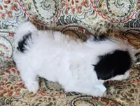 Hypoallergenic kale, a male Havanese and Havaton for sale in Burnsville, MN – 6 of 7