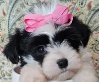 Hypoallergenic pepper, a female Havanese and Havaton for sale in Burnsville, MN – 1 of 6