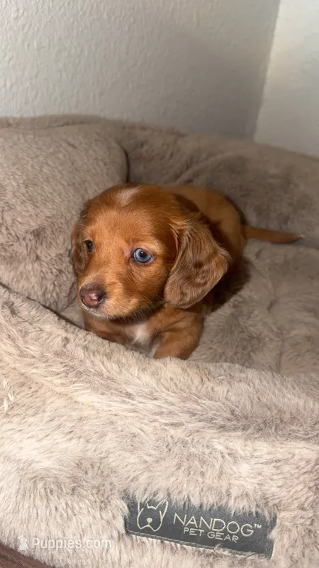 Sugar – Miniature Dachshund puppy for sale in Wickenburg, AZ