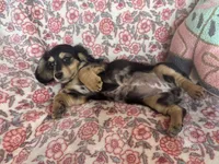 Dapple, a female Miniature Dachshund for sale in Paris, TX – Photo 4 of 8