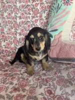 Dapple, a female Miniature Dachshund for sale in Paris, TX – Photo 3 of 8