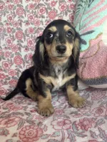 Dapple, a female Miniature Dachshund for sale in Paris, TX – Photo 8 of 8