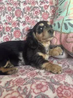 Dapple, a female Miniature Dachshund for sale in Paris, TX – Photo 2 of 8