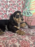 Dapple, a female Miniature Dachshund for sale in Paris, TX – Photo 7 of 8