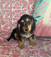 Dapple, a female Miniature Dachshund for sale in Paris, TX – Photo 5 of 8