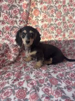 Dapple, a female Miniature Dachshund for sale in Paris, TX – Photo 1 of 8
