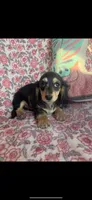 Dapple, a female Miniature Dachshund for sale in Paris, TX – Photo 6 of 8
