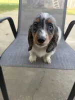 Dapple, a male Miniature Dachshund for sale in Wickenburg, AZ – 3 of 4