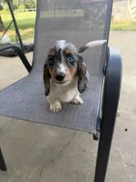 Dapple, a male Miniature Dachshund for sale in Wickenburg, AZ – 2 of 4