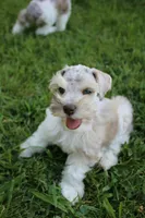 Jack, a male Miniature Schnauzer for sale in Paris, TX – 2 of 4