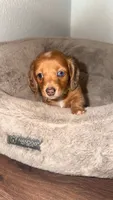 Sugar, a female Miniature Dachshund for sale in Wickenburg, AZ – 2 of 2