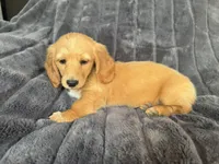 Cream, a male Miniature Dachshund for sale in Paris, TX – Photo 3 of 3