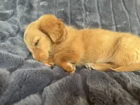 Cream, a male Miniature Dachshund for sale in Paris, TX – Photo 2 of 3