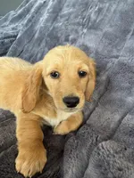 Cream, a male Miniature Dachshund for sale in Paris, TX – Photo 1 of 3