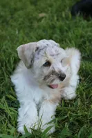 Jack, a male Miniature Schnauzer for sale in Paris, TX – 4 of 4