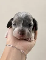 Dapple , a male Miniature Dachshund for sale in Soper, OK – 2 of 2