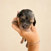 Dapple , a male Miniature Dachshund for sale in Soper, OK – 2 of 2