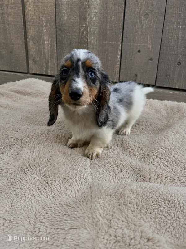 Dapple – Miniature Dachshund puppy for sale in Wickenburg, AZ