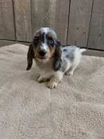 Dapple, a male Miniature Dachshund for sale in Wickenburg, AZ – 1 of 4