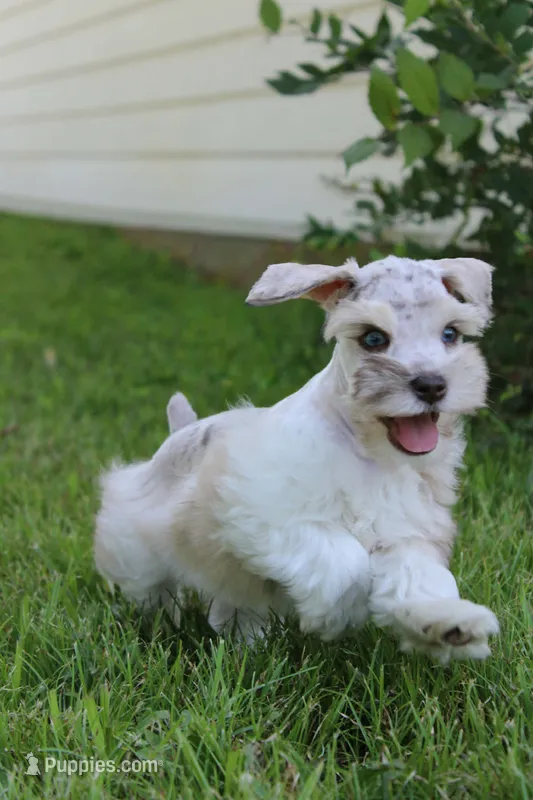 Jack – Miniature Schnauzer puppy for sale in Paris, TX