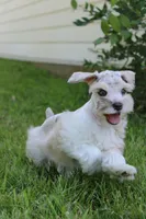 Jack, a male Miniature Schnauzer for sale in Paris, TX – 1 of 4