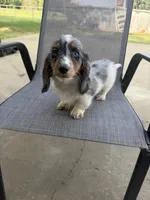 Dapple, a male Miniature Dachshund for sale in Wickenburg, AZ – 4 of 4
