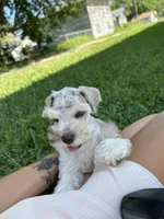 Jack, a male Miniature Schnauzer for sale in Paris, TX – 3 of 4
