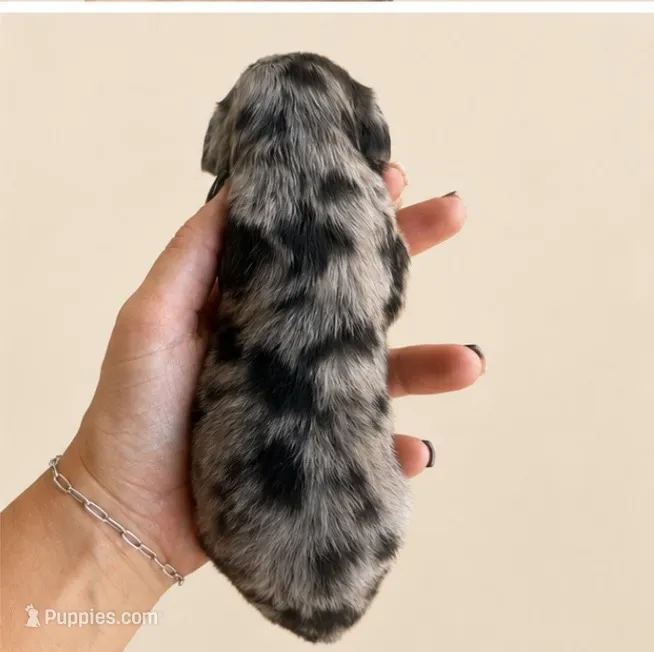 Dapple  – Miniature Dachshund puppy for sale in Soper, OK