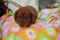 michelle, a female Miniature Dachshund for sale in Topeka, IN – 4 of 4