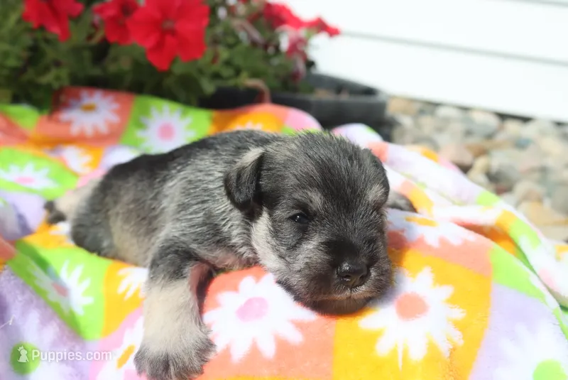 Lane – Miniature Schnauzer puppy for sale in Topeka, IN