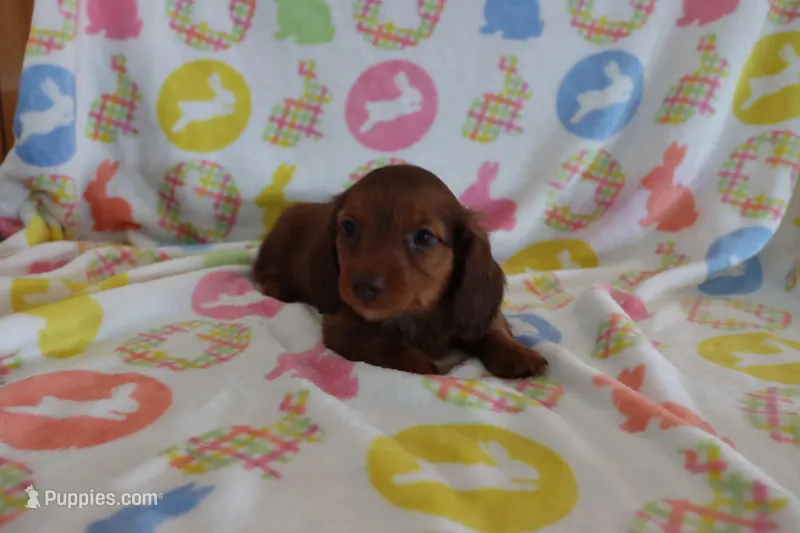 Ivy – Miniature Dachshund puppy for sale in Topeka, IN