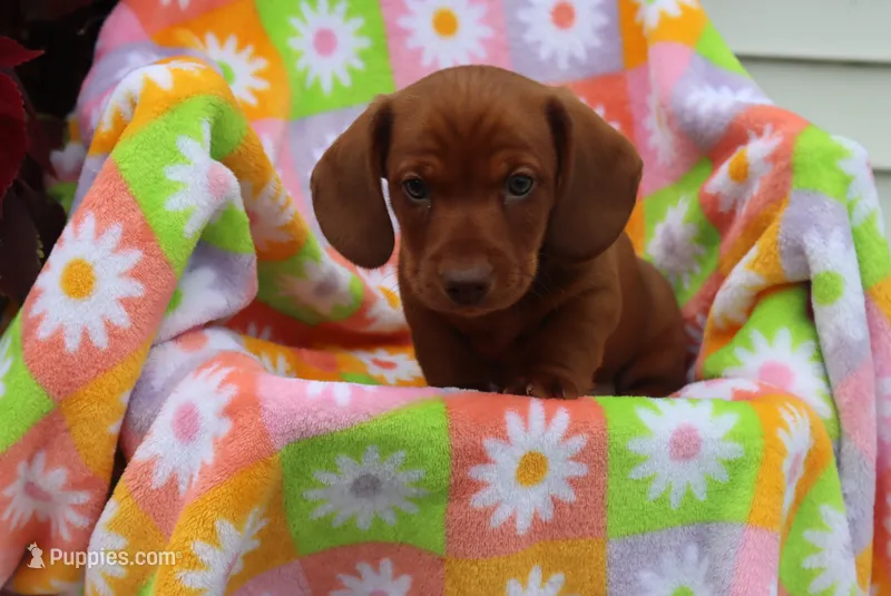 Mike – Miniature Dachshund puppy for sale in Topeka, IN