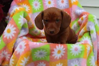 Mike, a male Miniature Dachshund for sale in Topeka, IN – 3 of 6