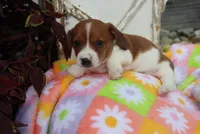 mitch, a male Miniature Dachshund for sale in Topeka, IN – 2 of 6