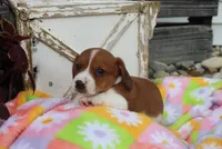 mitch, a male Miniature Dachshund for sale in Topeka, IN – 3 of 6
