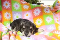 Lilla, a female Miniature Schnauzer for sale in Topeka, IN – 2 of 3