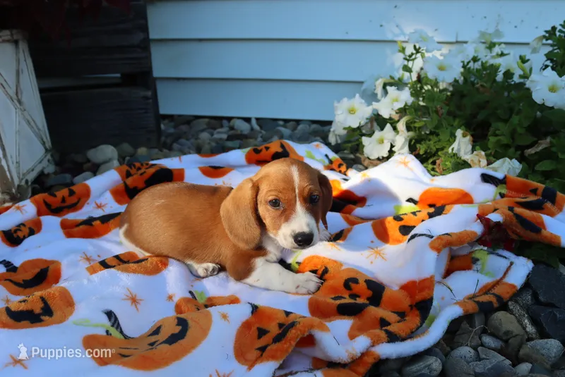 mitch – Miniature Dachshund puppy for sale in Topeka, IN