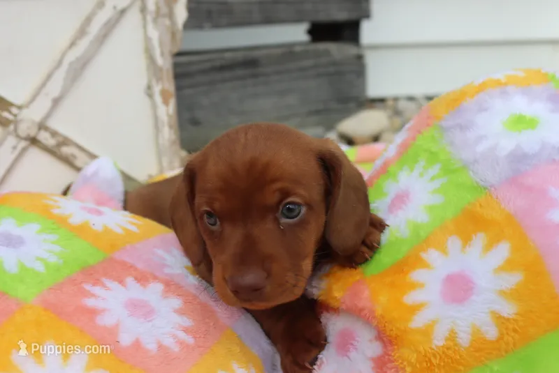 Mike – Miniature Dachshund puppy for sale in Topeka, IN