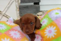 Mike, a male Miniature Dachshund for sale in Topeka, IN – 1 of 3