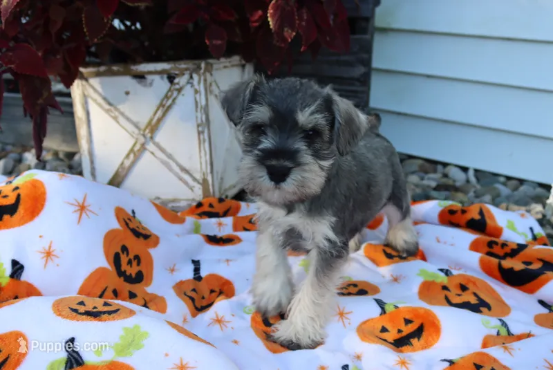 Landon – Miniature Schnauzer puppy for sale in Topeka, IN