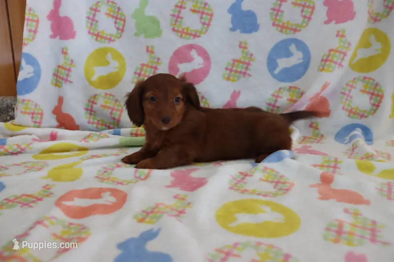 Ian – Miniature Dachshund puppy for sale in Topeka, IN