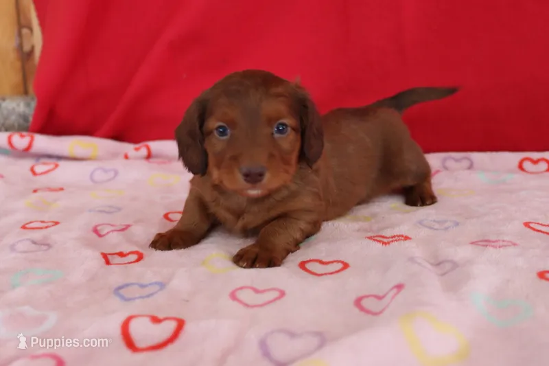 Ian, a male Miniature Dachshund for sale in Topeka, IN – Photo 1 of 5
