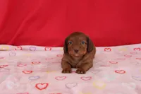 Ian, a male Miniature Dachshund for sale in Topeka, IN – Photo 5 of 5