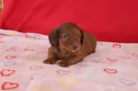 Ian, a male Miniature Dachshund for sale in Topeka, IN – Photo 3 of 5