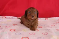 Ian, a male Miniature Dachshund for sale in Topeka, IN – Photo 4 of 5